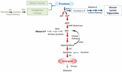 Metabolite Toxicity as a Driver of Aging and Disease — THE HUGHES LAB