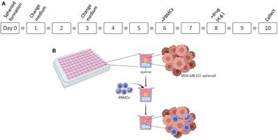 Cell-based mechanisms and strategies of co-culture system both in