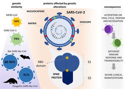 How SARS-CoV-2 evades immune system defenses — Harvard Gazette