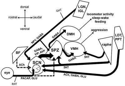 Potential Pathways For Circadian Dysfunction And Sundowning Related Behavioral Aggression In Alzheimer S Disease And Related Dementias Neuroscience Frontiers Potential Pathways For Circadian Dysfunction And Sundowning Related Behavioral Aggression In Alzheimer S Disease And Related Dementias Neuroscience Frontiers