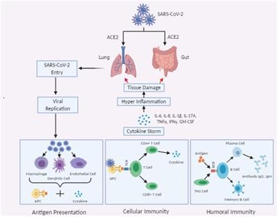 Frontiers | Molecular Pathogenesis, Immunopathogenesis and Novel  Therapeutic Strategy Against COVID-19