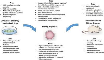 Frontiers | Kidney Organoids as Disease Models: Strengths, Weaknesses and Perspectives Frontiers | Kidney Organoids as Disease Models: Strengths, Weaknesses and Perspectives