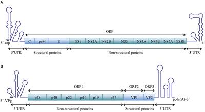 Frontiers Structures And Functions Of The 3 Untranslated Regions Of Positive Sense Single Stranded Rna Viruses Infecting Humans And Animals Cellular And Infection Microbiology