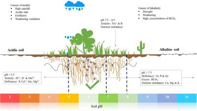 II. Understanding Alkaline Soil's Role in Nutrient Absorption
