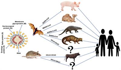 Frontiers | COVID-19 in Human, Animal, and Environment: A Review