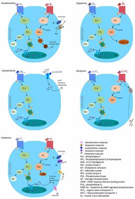 Aubergine klassekammerat Postnummer Frontiers | Neuromodulation of Glial Function During Neurodegeneration |  Cellular Neuroscience