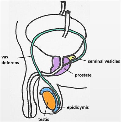 Hogyan befolyásolja az ejakuláció a prosztatitist