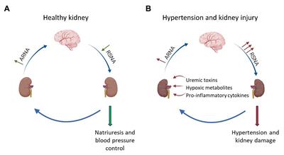 Blood pressure homeostasis diagram