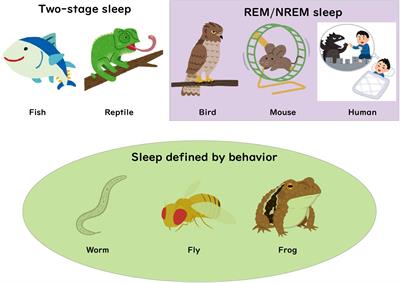 Frontiers | Evolutionary Origin of Distinct NREM and REM Sleep Frontiers | Evolutionary Origin of Distinct NREM and REM Sleep