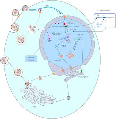 A Unique Role of the Human Cytomegalovirus Small Capsid Protein in