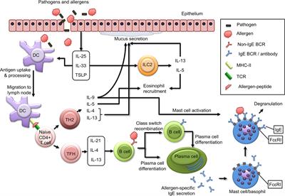 Frontiers - Immunological Outcomes of Allergen-Specific Immunotherapy in Food Allergy - Immunology