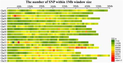 Frontiers | Genome-Wide Association Study of Root and Shoot Related ...