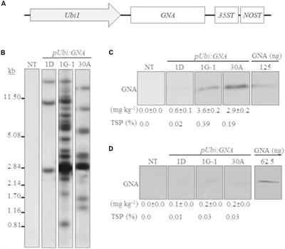 Frontiers High Level Production Of Recombinant Snowdrop Lectin In Sugarcane And Energy Cane Bioengineering And Biotechnology