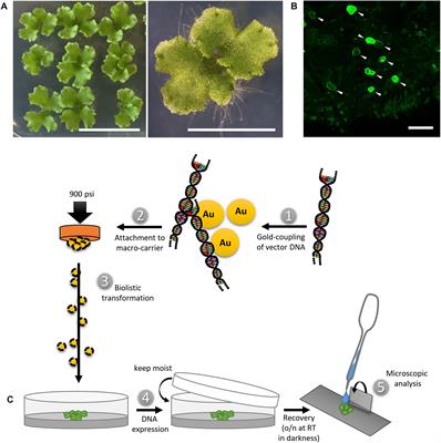 Frontiers A Comprehensive Toolkit For Quick And Easy Visualization Of Marker Proteins Protein Protein Interactions And Cell Morphology In Marchantia Polymorpha Plant Science