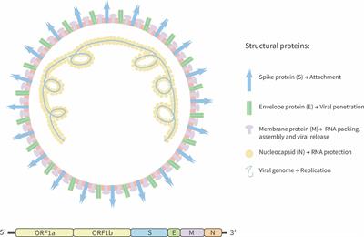 Frontiers Sars Cov 2 Immune Response Elicited By Infection And Development Of Vaccines And Treatments Immunology Frontiers Sars Cov 2 Immune Response Elicited By Infection And Development Of Vaccines And Treatments Immunology