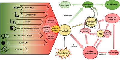 Frontiers The Challenge By Multiple Environmental And Biological Factors Induce Inflammation In Aging Their Role In The Promotion Of Chronic Disease Immunology