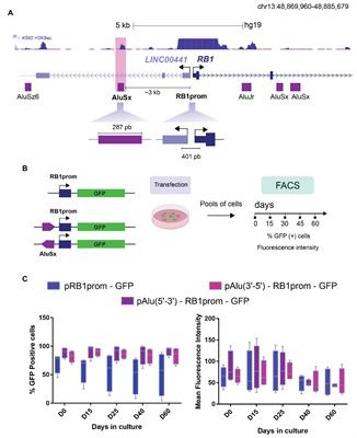 Frontiers | An Intronic Alu Element Attenuates the Transcription of a Long Non-coding in Cell Lines | Genetics