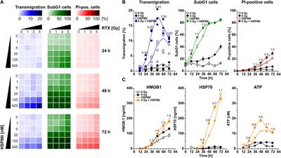 Frontiers  Priming of Anti-tumor Immune Mechanisms by Radiotherapy Is  Augmented by Inhibition of Heat Shock Protein 90