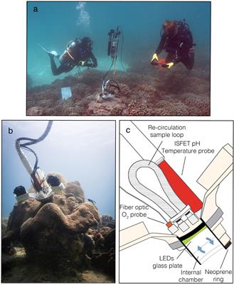 Scuba Dive Lead Weight AUD 7.00 Each 