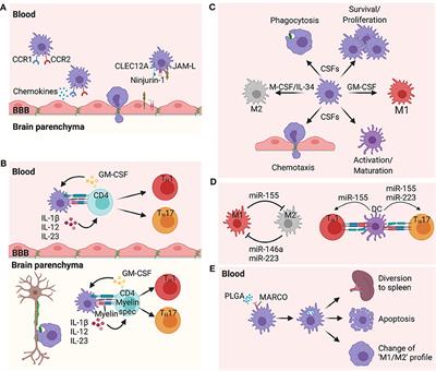 Frontiers Potential For Targeting Myeloid Cells In Controlling Cns Inflammation