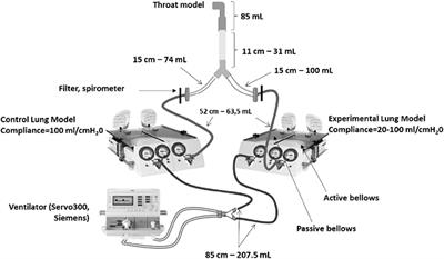 Frontiers Low Frequency Intrapulmonary Percussive Ventilation Increases Aerosol Penetration In A 2 Compartment Physical Model Of Fibrotic Lung Disease Bioengineering And Biotechnology Frontiers Low Frequency Intrapulmonary Percussive Ventilation Increases Aerosol Penetration In A 2 Compartment Physical Model Of Fibrotic Lung Disease Bioengineering And Biotechnology