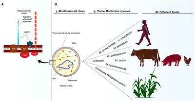 Frontiers | A Review of Ureaplasma diversum: A Representative of the Mollicute Class Associated With Reproductive and Respiratory Disorders in Cattle Frontiers | A Review of Ureaplasma diversum: A Representative of the Mollicute Class Associated With Reproductive and Respiratory Disorders in Cattle