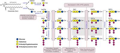 Frontiers Gangliosides In The Brain Physiology Pathophysiology And Therapeutic Applications Neuroscience Frontiers Gangliosides In The Brain Physiology Pathophysiology And Therapeutic Applications Neuroscience
