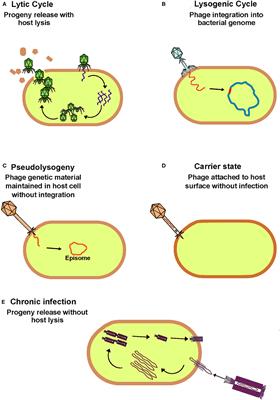 Frontiers | Shining Light On Human Gut Bacteriophages | Cellular And  Infection Microbiology Frontiers | Shining Light On Human Gut Bacteriophages | Cellular And  Infection Microbiology