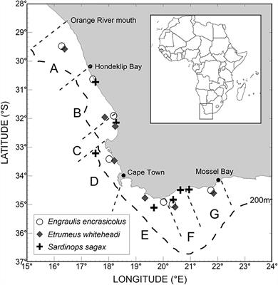 Frontiers  Microplastics in Commercially Important Small Pelagic Fish  Species From South Africa