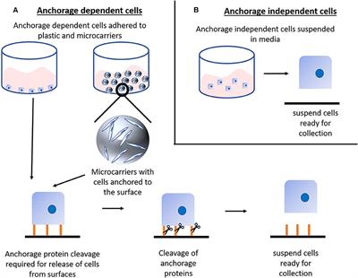 Frontiers | Scale-Up Technologies for the Manufacture of Adherent Cells
