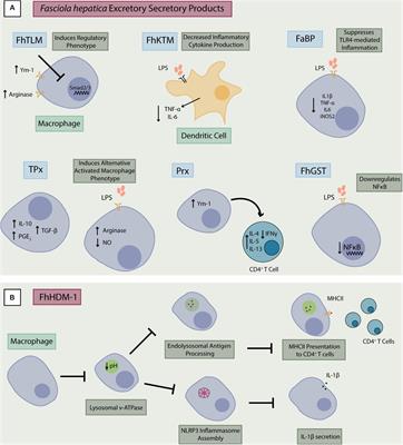 fascioliasis az