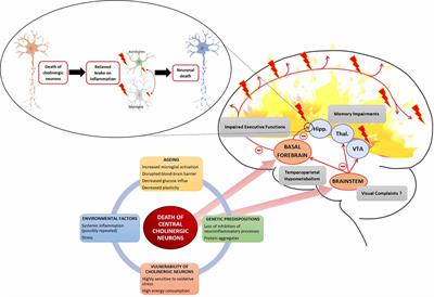 Frontiers Cholinergic Modulation Of Glial Function During Aging And Chronic Neuroinflammation