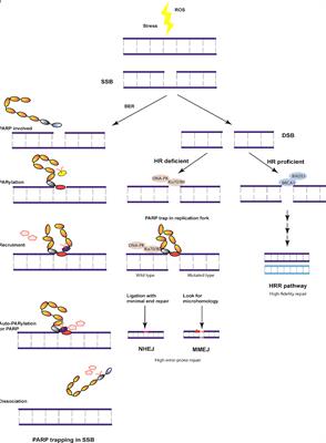 Frontiers New Perspectives For Resistance To Parp Inhibitors In Triple Negative Breast Cancer Oncology