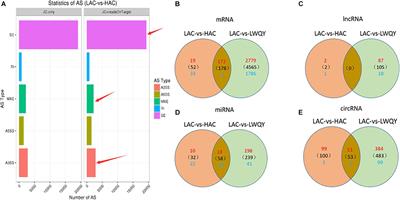 Frontiers Whole Transcriptome Analysis Of Yak And Cattle Heart Tissues Reveals Regulatory Pathways Associated With High Altitude Adaptation Genetics
