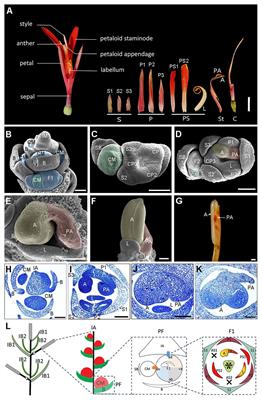 Frontiers | Expression and Function Studies of CYC\/TB1-Like Genes in ...