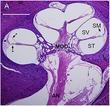 Frontiers  Fibrocytes: A Critical Review and Practical Guide