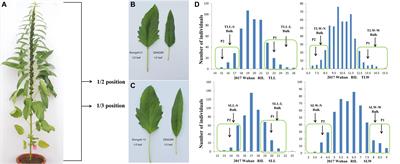 Frontiers Qtl Seq And Transcriptome Analysis Disclose Major Qtl And Candidate Genes Controlling Leaf Size In Sesame Sesamum Indicum L Plant Science