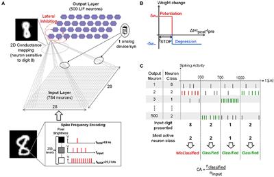 Frontiers  Synaptic Plasticity in Memristive Artificial Synapses