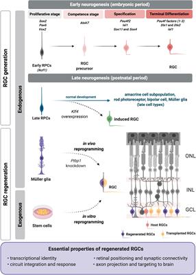 Frontiers On The Generation And Regeneration Of Retinal Ganglion Cells Cell And Developmental Biology