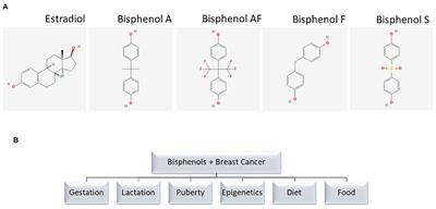 Bisphenol A - Breast Cancer Prevention Partners (BCPP)