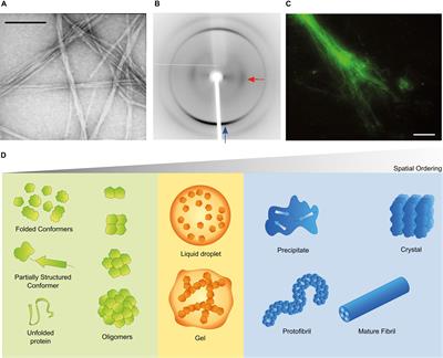 Frontiers  Inhibition of α-Synuclein Aggregation and Mature Fibril  Disassembling With a Minimalistic Compound, ZPDm