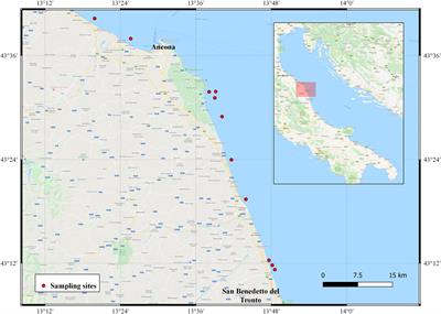 Frontiers Age And Growth Of Striped Venus Clam Chamelea Gallina Linnaeus 1758 In The Mid Western Adriatic Sea A Comparison Of Three Laboratory Techniques