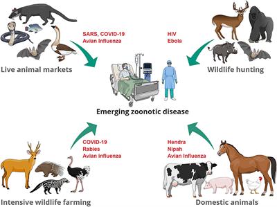 Frontiers | Emerging Zoonotic Diseases: Should We Rethink the Animal–Human  Interface?