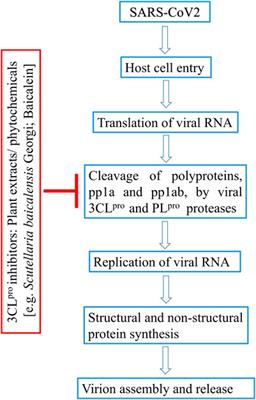 Plant Products as Inhibitors of Coronavirus 3CL Protease - Frontiers