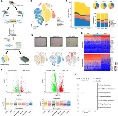 immune repertoire capture immune repertoire capture