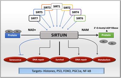 anti aging gén sirt1
