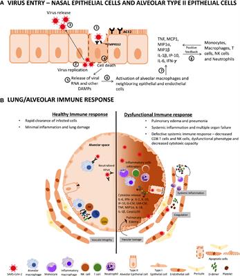 Frontiers The Relevance Of A Physical Active Lifestyle And Physical Fitness On Immune Defense Mitigating Disease Burden With Focus On Covid 19 Consequences Immunology