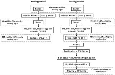 Frontiers Effect Of Cooling And Freezing On Llama Lama Glama Sperm Ultrastructure Veterinary Science Frontiers Effect Of Cooling And Freezing On Llama Lama Glama Sperm Ultrastructure Veterinary Science
