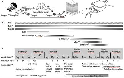 Frontiers A Crab Is Not A Fish Unique Aspects Of The Crustacean Endocrine System And Considerations For Endocrine Toxicology Endocrinology