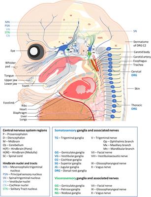 Frontiers Vertebrate Sensory Ganglia Common And Divergent Features Of The Transcriptional Programs Generating Their Functional Specialization Cell And Developmental Biology